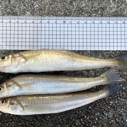 いつもより良型良好!今日もキス釣り!